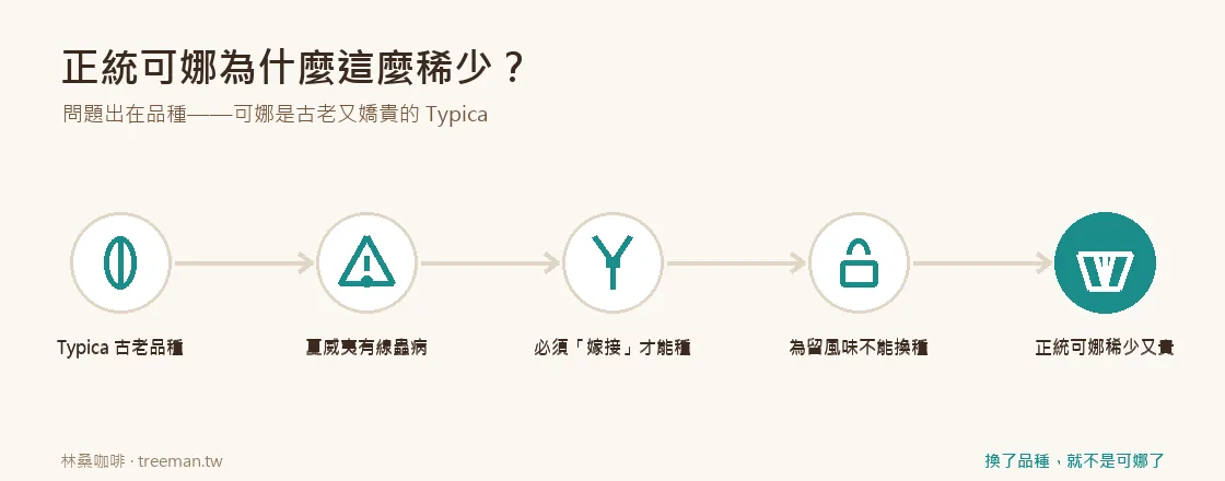 可娜為什麼稀少的因果鏈
