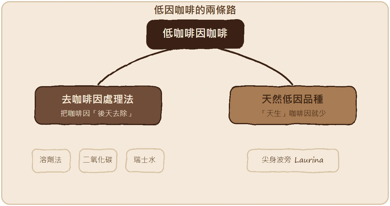低咖啡因咖啡的兩條路：去咖啡因處理法（溶劑法、二氧化碳、瑞士水）與天然低因品種（尖身波旁Laurina）